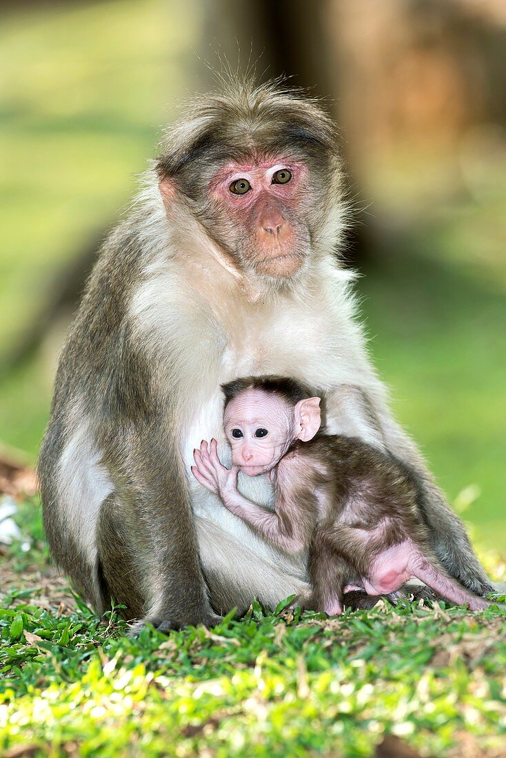 Bonnet macaque mother and baby