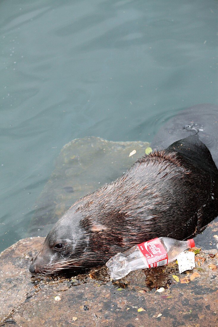 Cape fur seal in polluted water