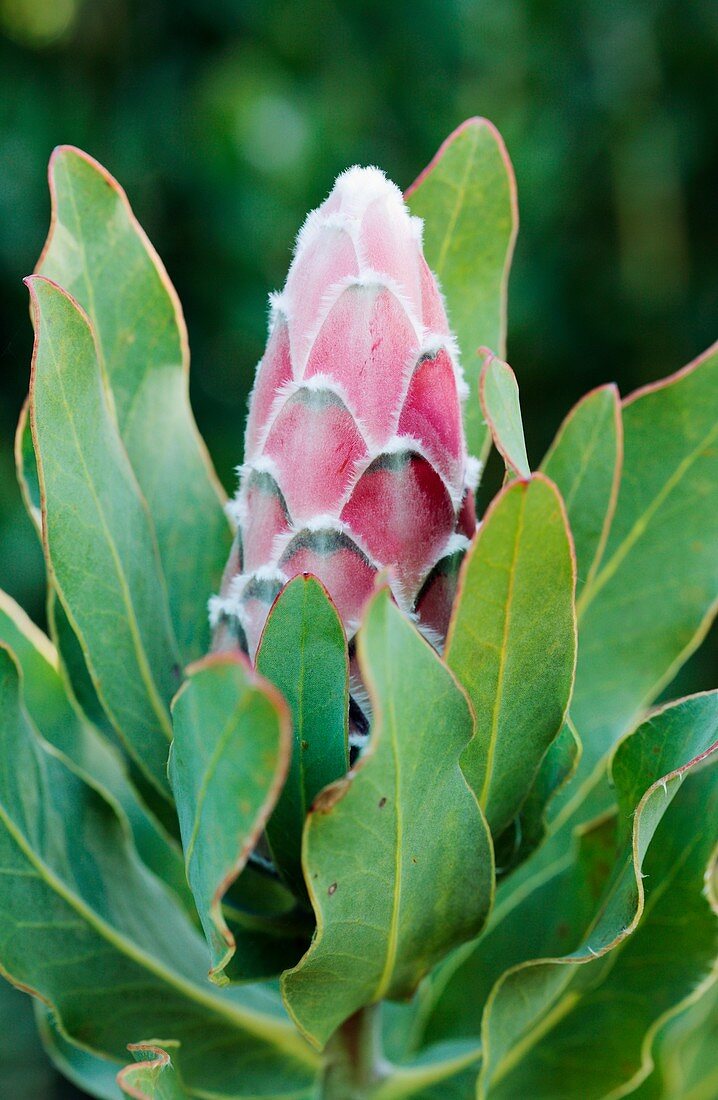 Oleander leaf protea (Protea neriifolia)