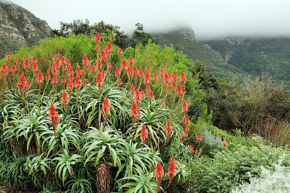 Krantz aloe (Aloe arborescens)