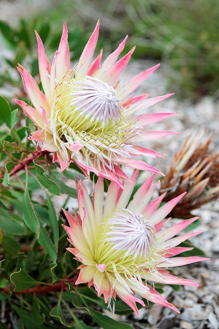 Protea (Protea cynaroides 'Elliptica')