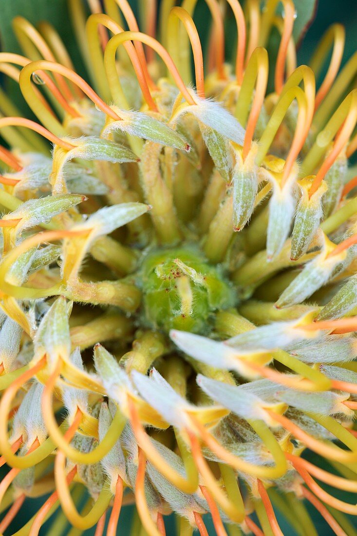 Protea (Leucospermum catherinae) flower