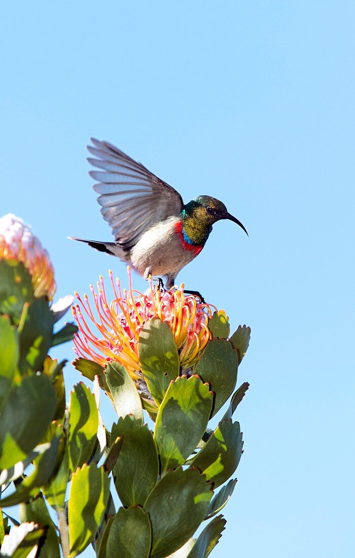 Sunbird on pincushion flower