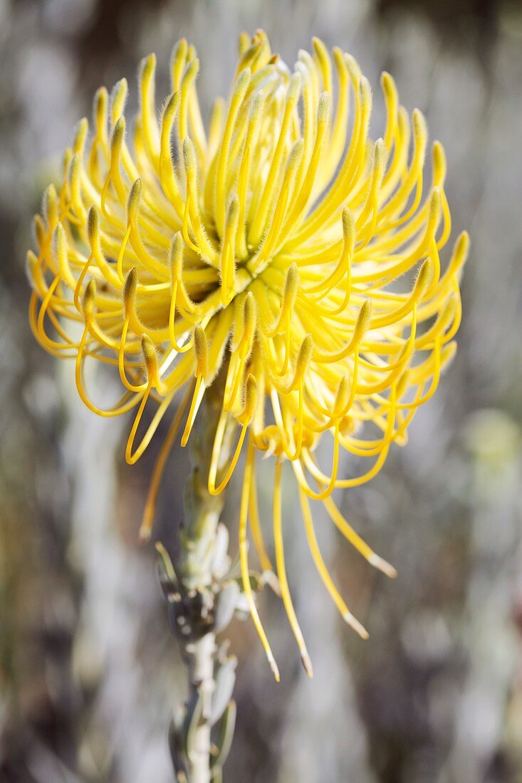 Protea (Leucospermum reflexum) flower
