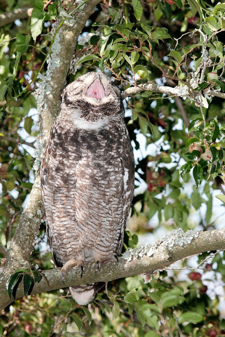 Spotted eagle owl in a tree