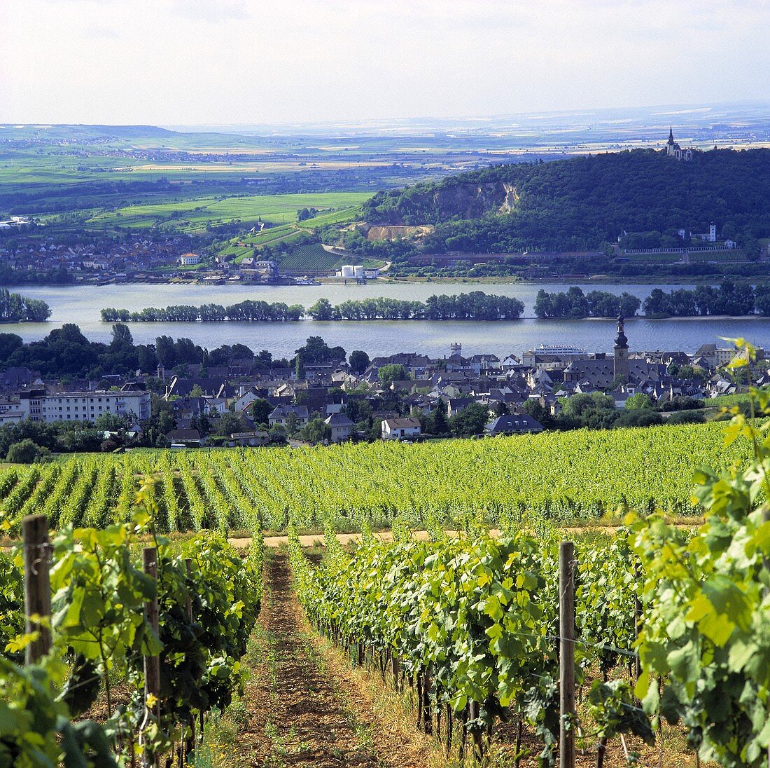 Blick vom Klosterberg auf Rüdesheim am Rhein, Rheingau