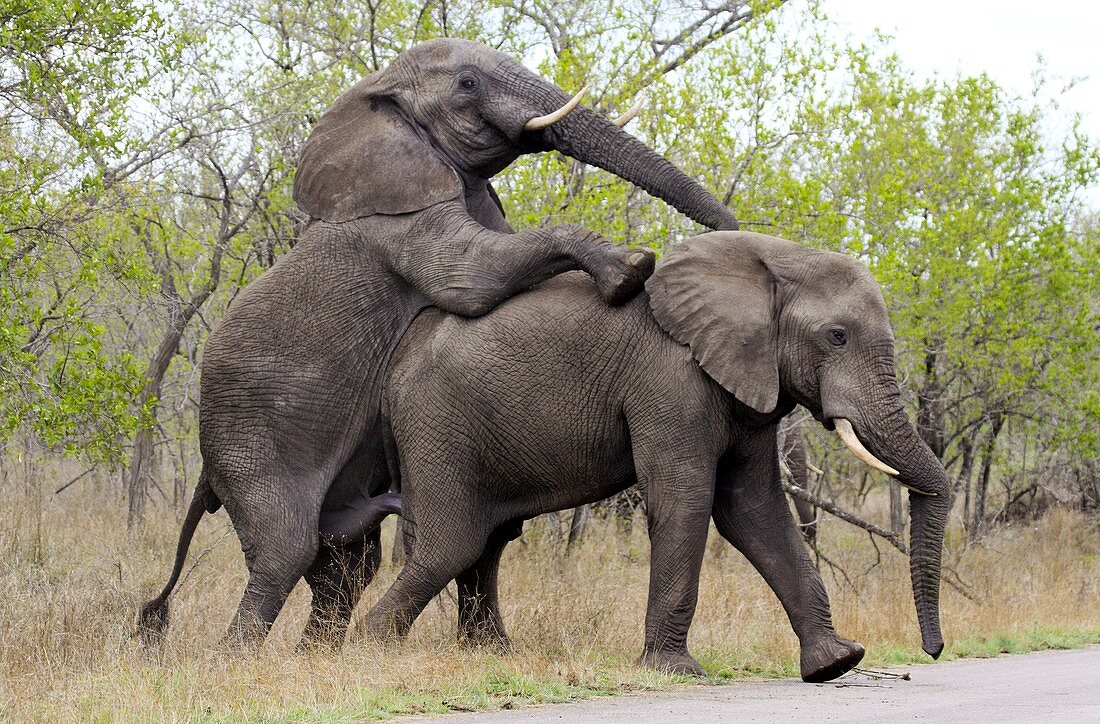 African elephants mating
