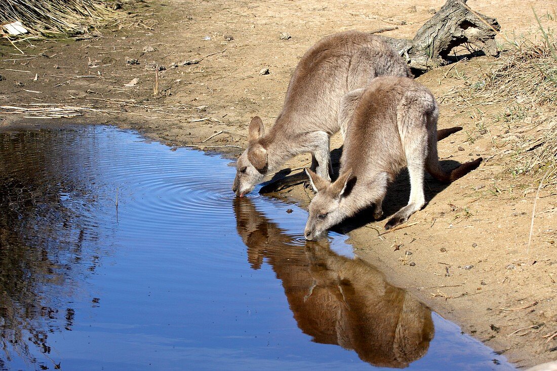 Eastern grey kangaroos drinking
