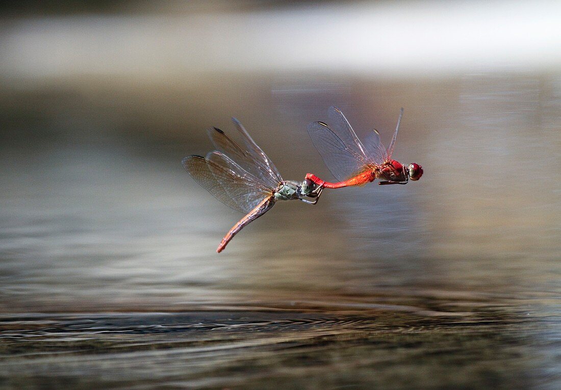 Fiery skimmer dragonflies mating
