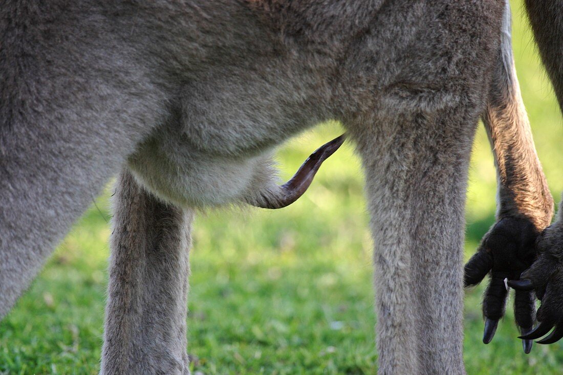 Grey kangaroo penis