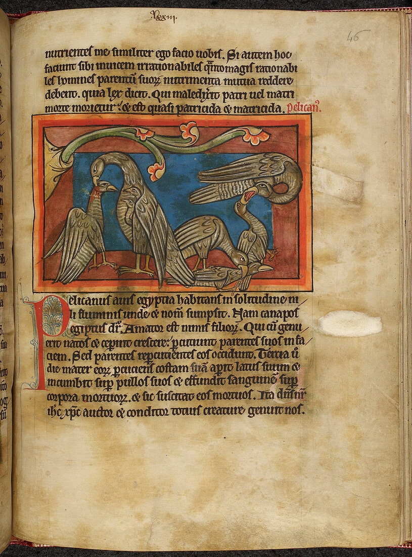 Pelicans in piety