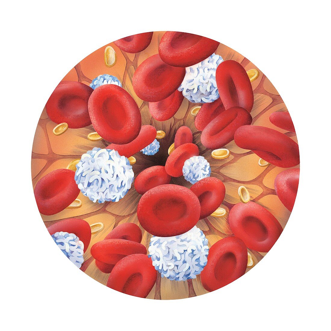 Blood cells,artwork