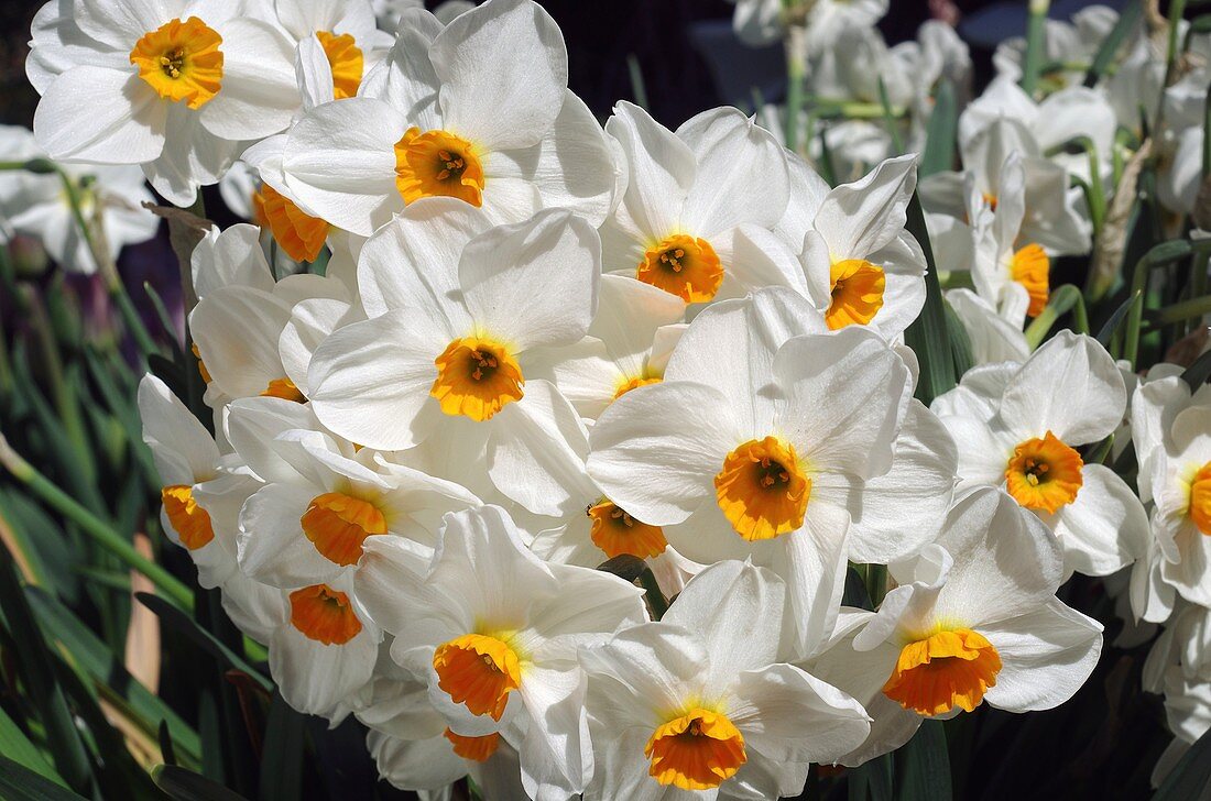 Daffodils (Narcissus 'Geranium')