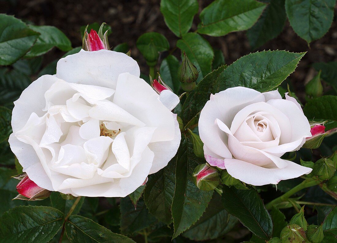 Rose (Rosa 'Pearl Drift')