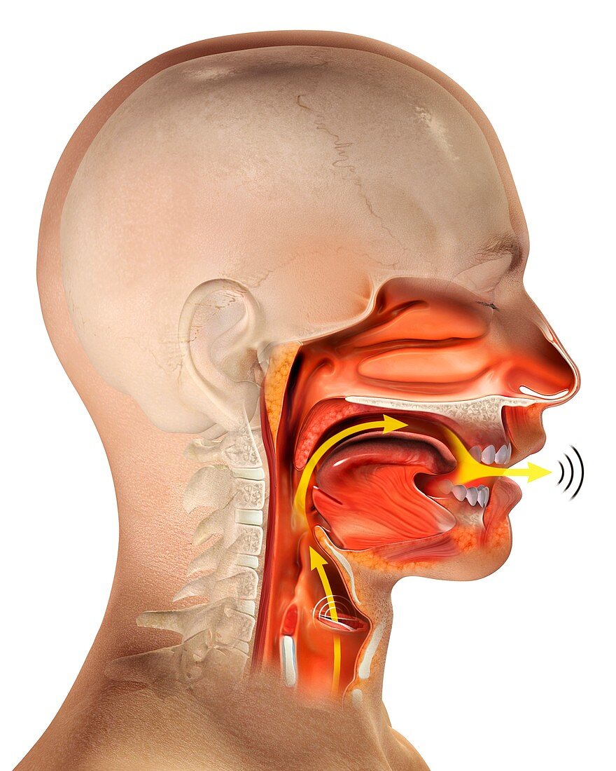 Larynx anatomy,artwork