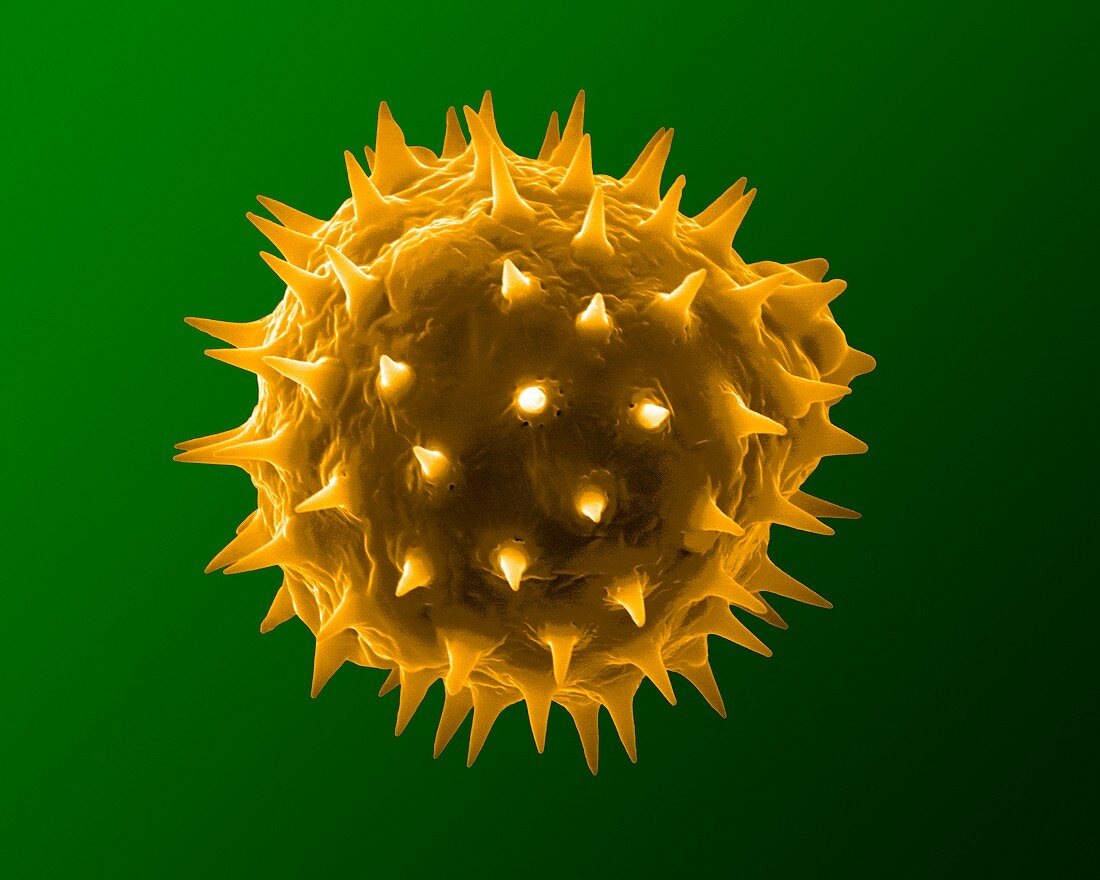 Sunflower pollen grain,SEM