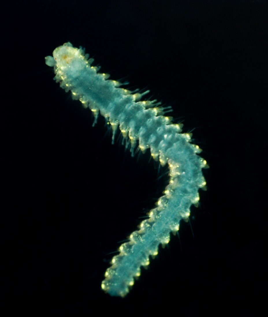 Polychaete marine worm,SEM