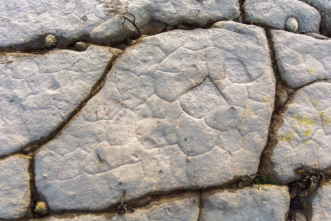 Limestone platform