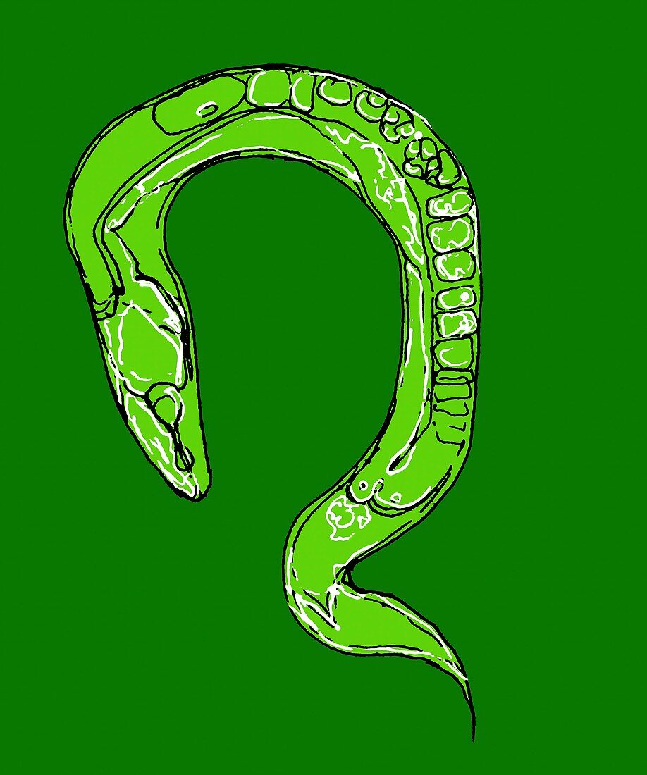 C. elegans worm,illustration