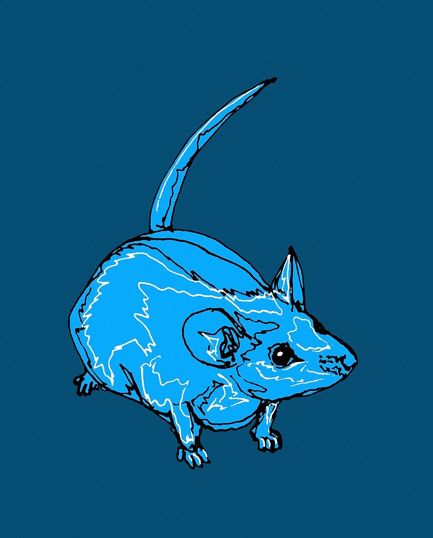 Mouse,illustration