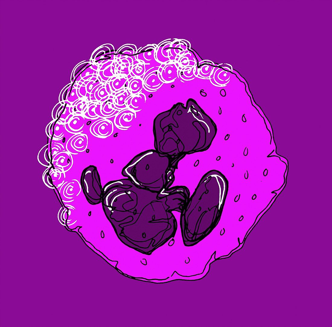 Neutrophil white blood cell,illustration