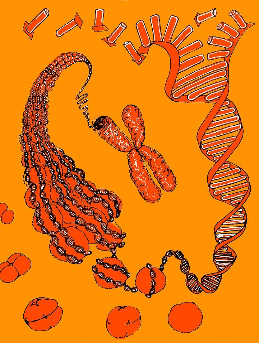 DNA packaging,illustration