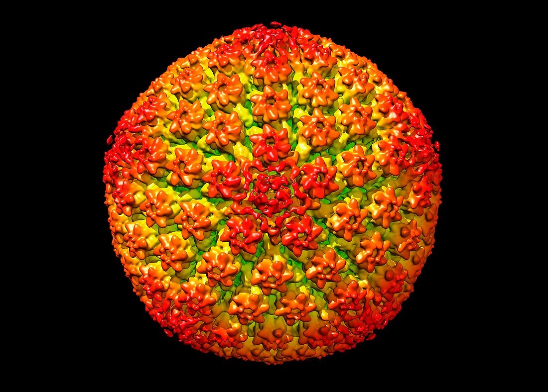 Herpes simplex virus,molecular model