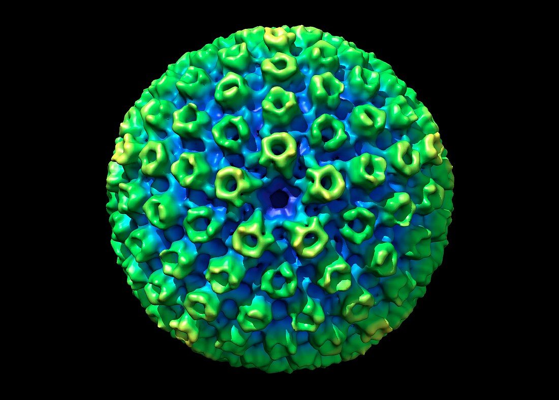 KSHV virus capsid,molecular model