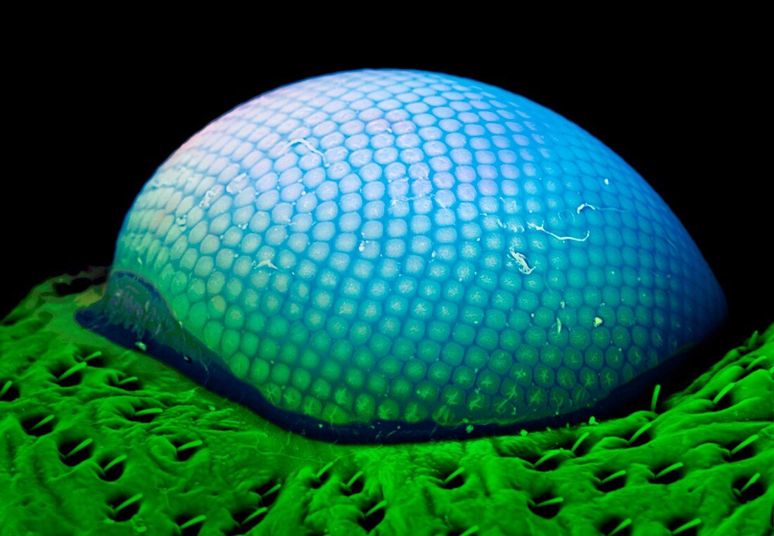 Insect compound eye,SEM