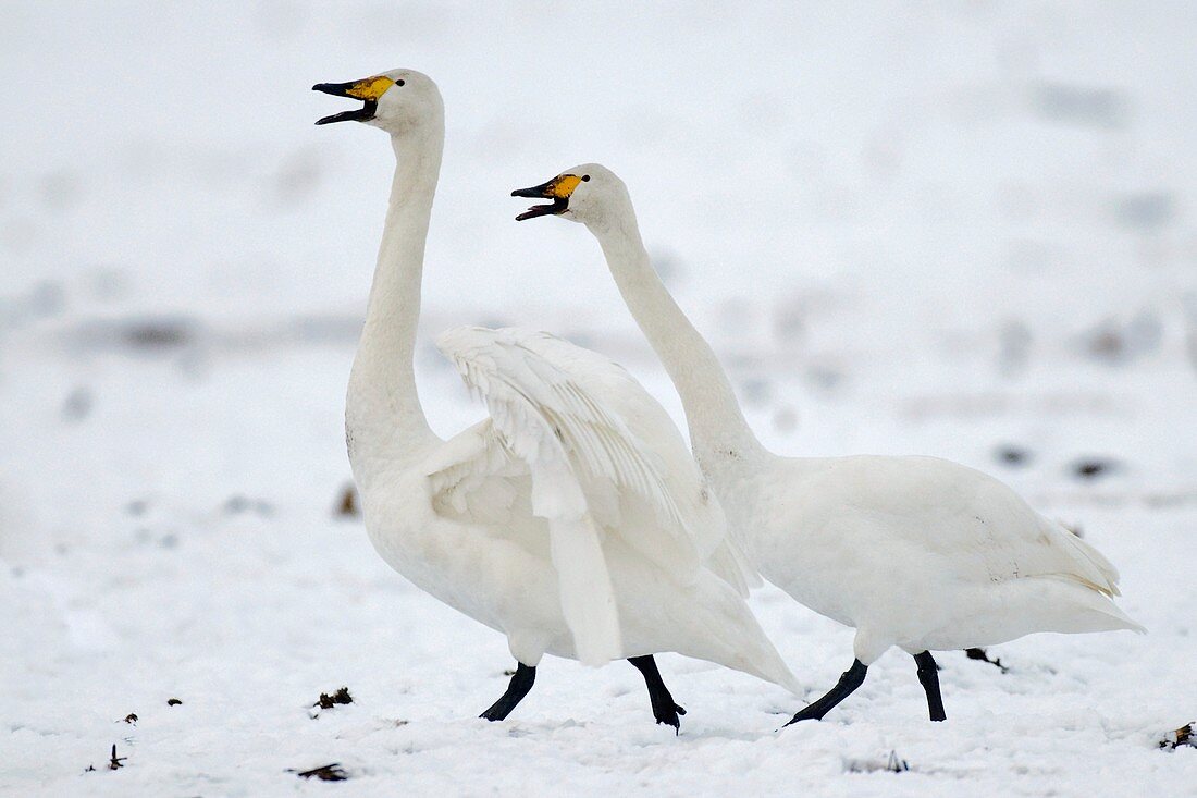 Whooper swans in winter
