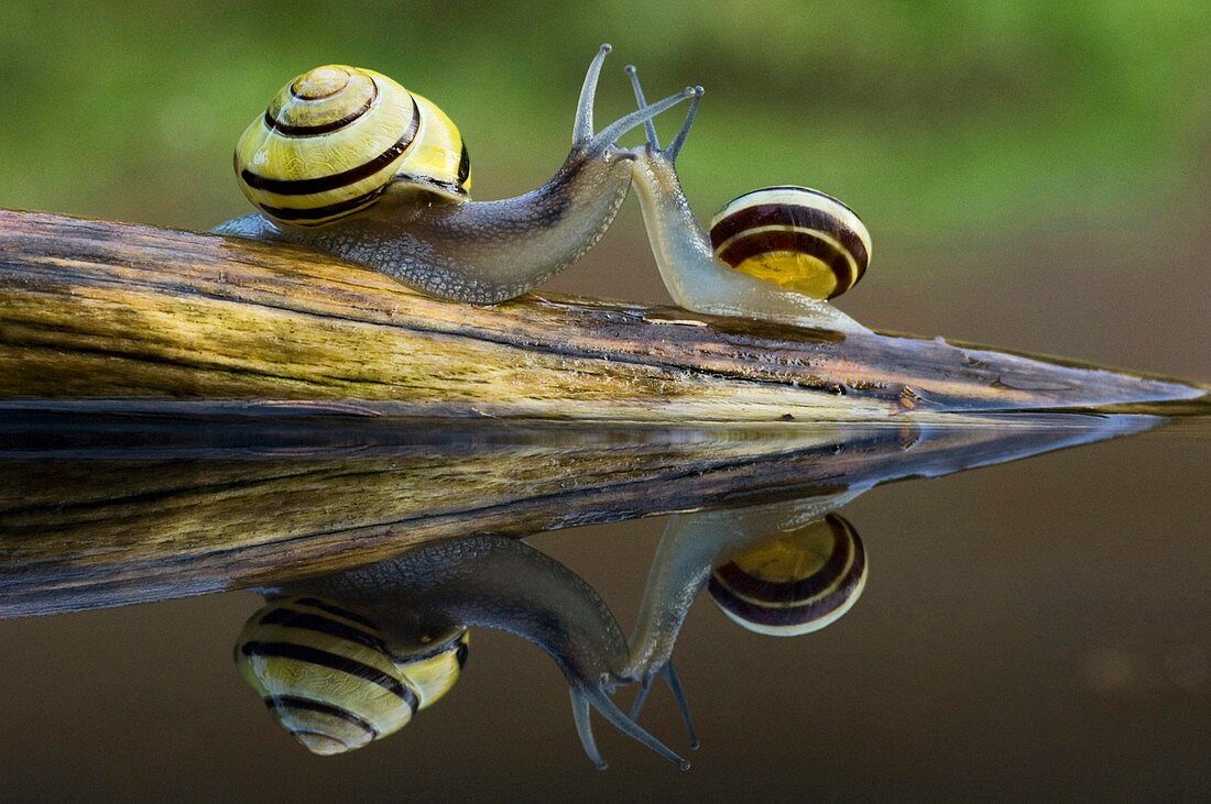 Brown-lipped snails