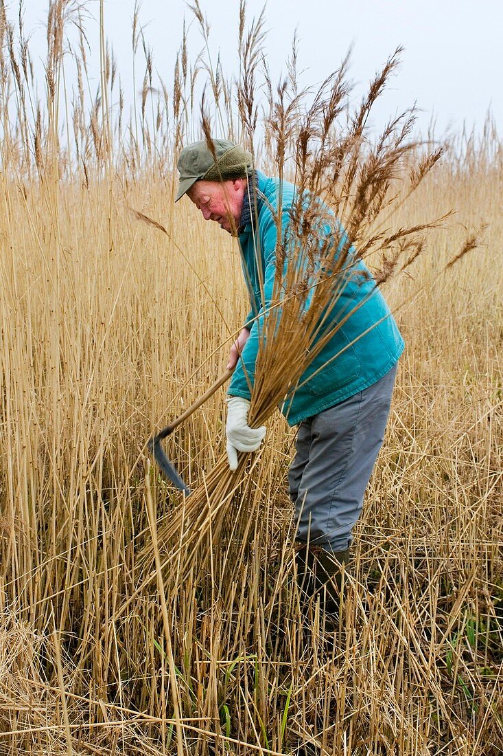 Cutting reed for thatch