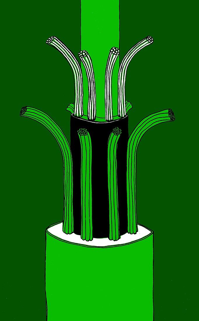 Plant vascular bundle,illustration