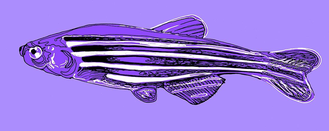 Zebrafish,illustration
