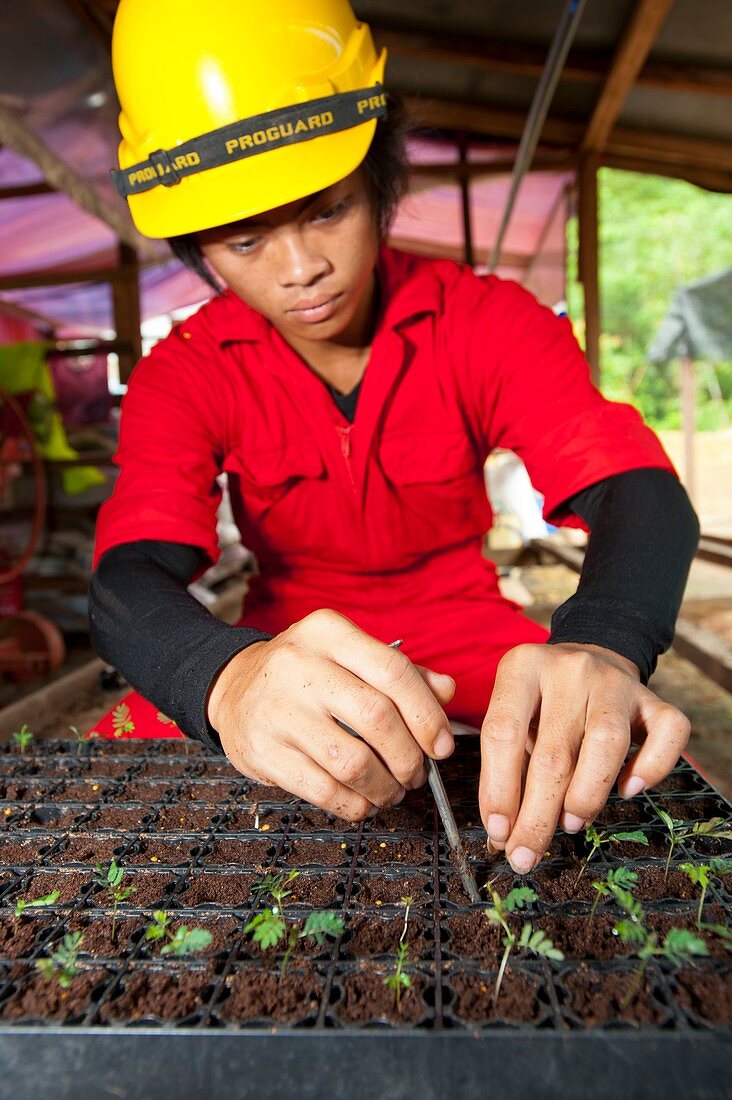 Seedlings being planted