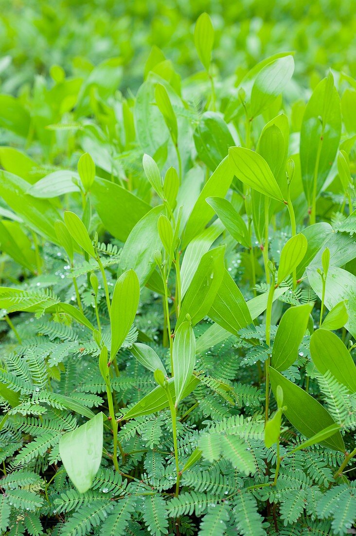 Acacia seedlings