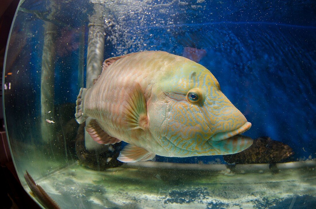 Endangered Humphead wrasse for sale