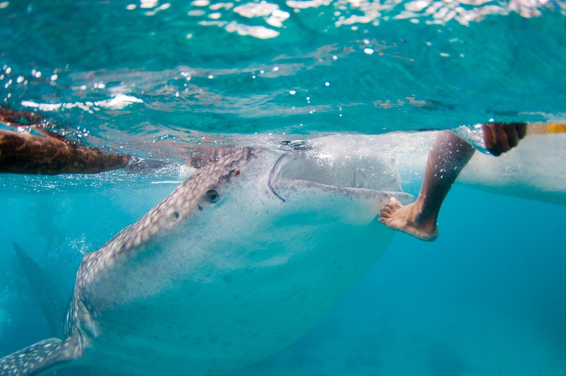 Whale shark resting on fishermans foot