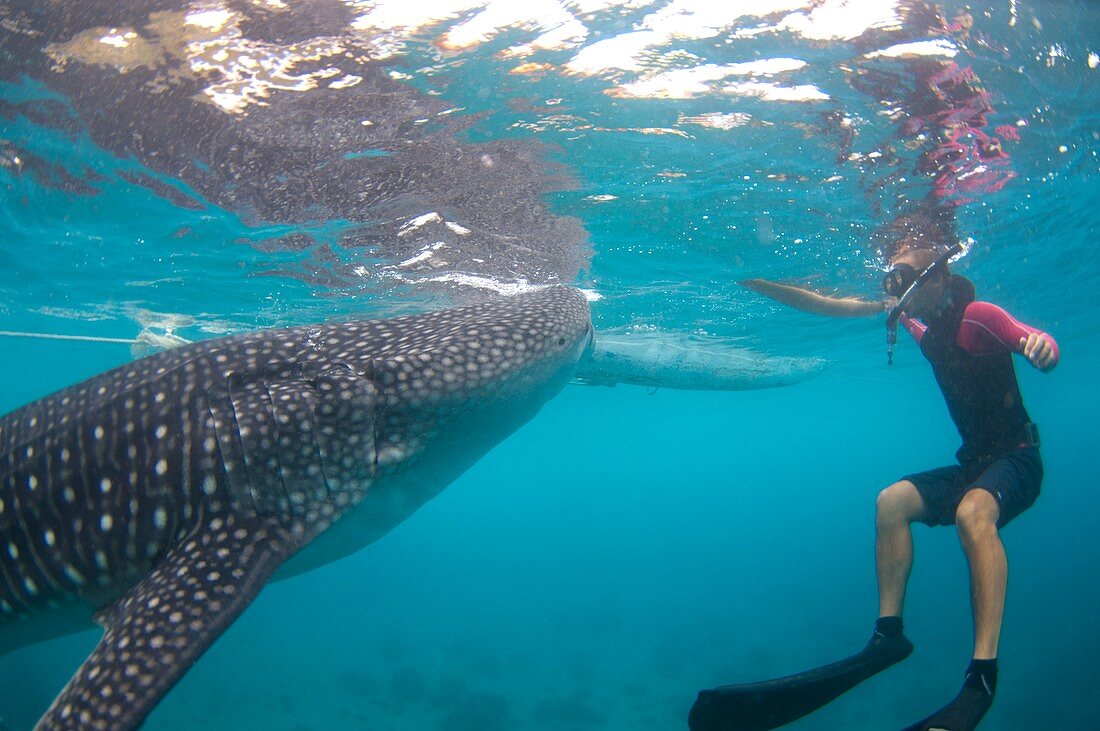 Snorkeler with a whale shark at surface
