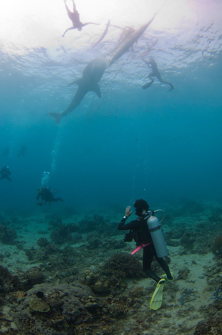 Divers and snorkelers with a whale shark