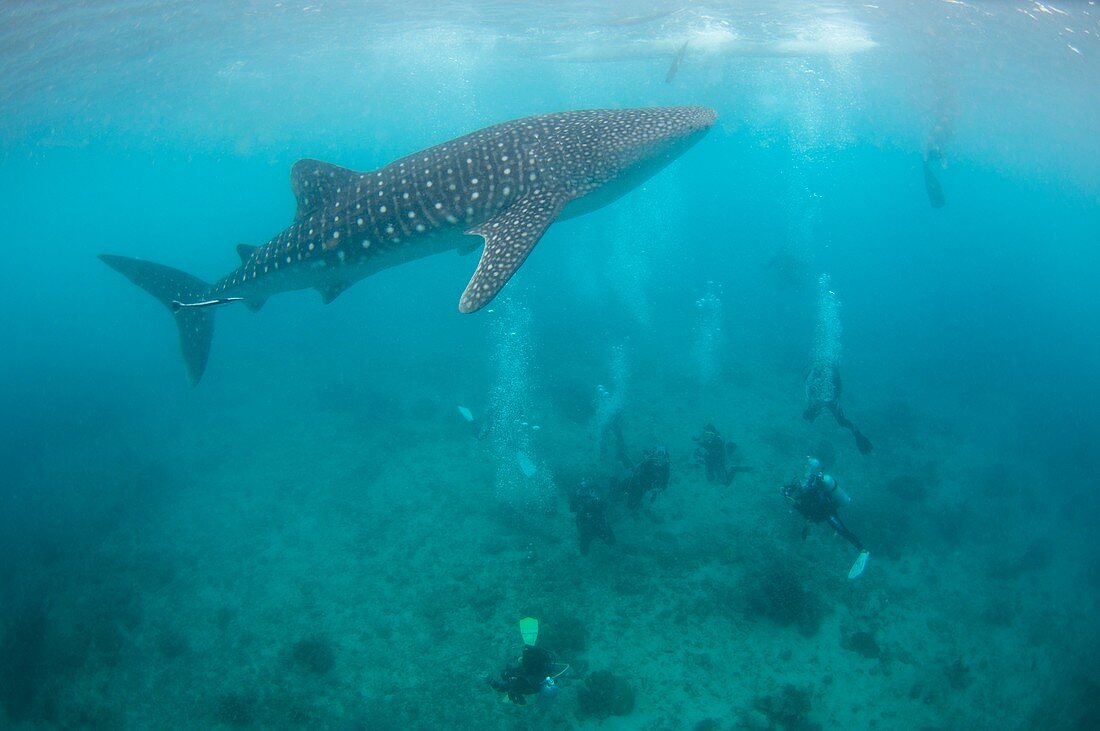 Divers and snorklers with a whale shark