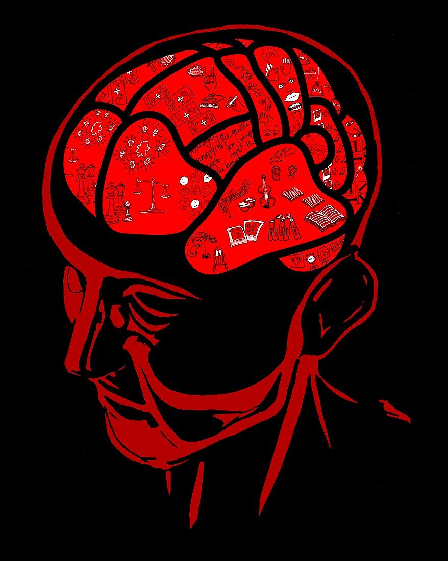 Brain areas,conceptual illustration
