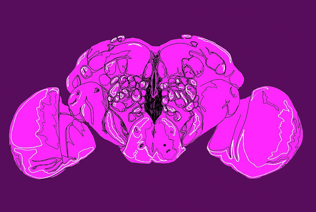 Fruit fly brain,illustration