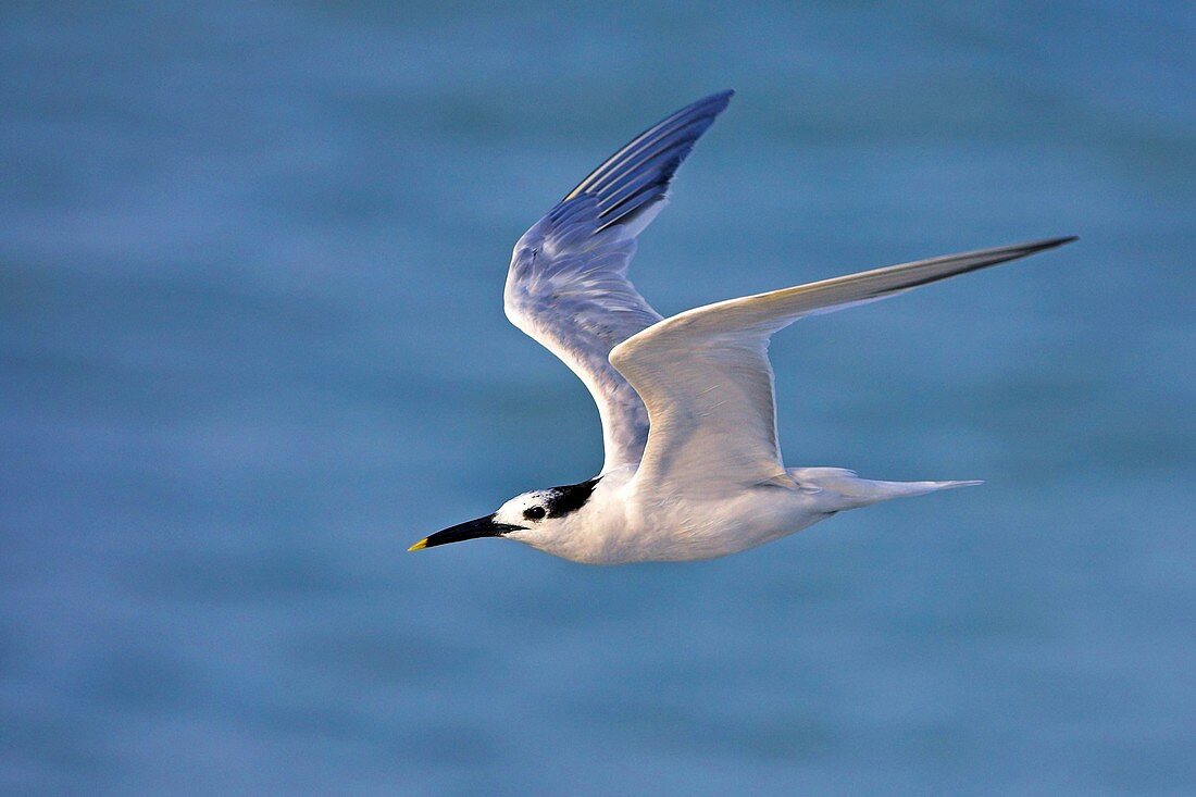 Sandwich tern in flight