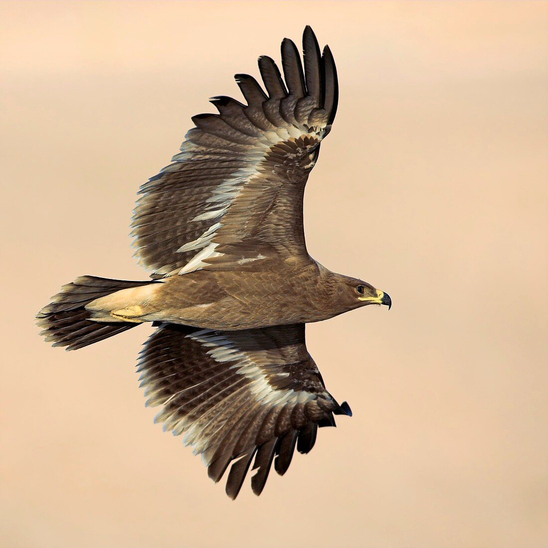 Steppe eagle in flight
