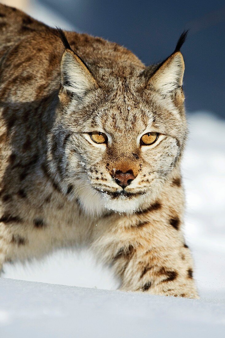 Eurasian lynx in snow