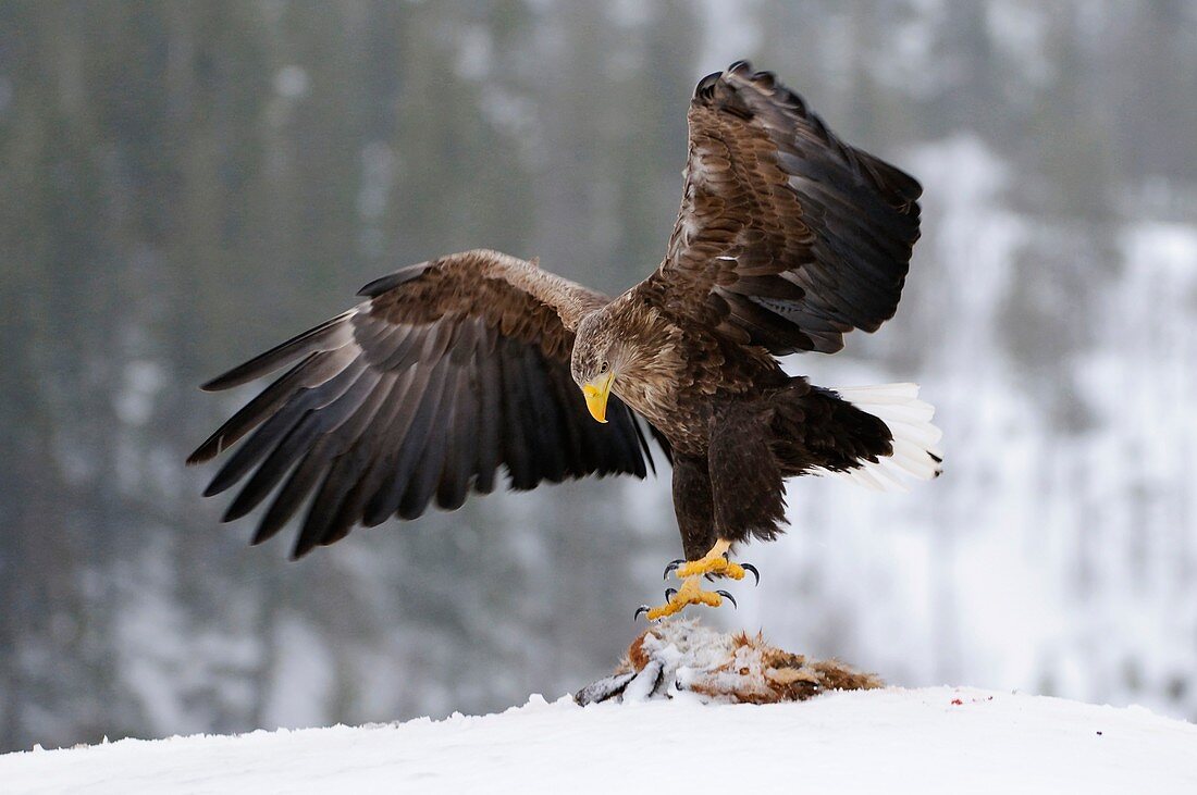 White-tailed eagle with prey