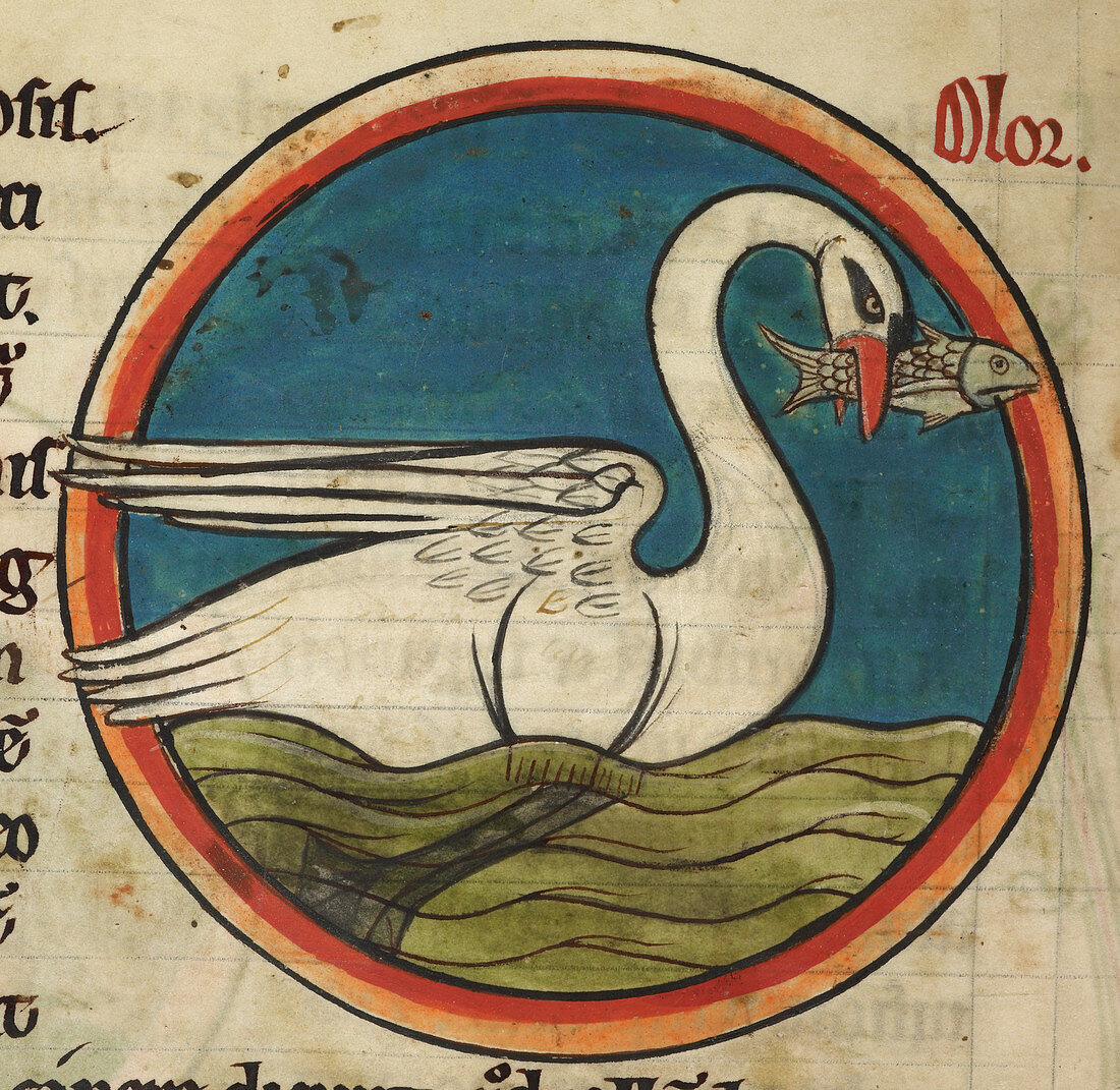 Swan with a fish in its beak