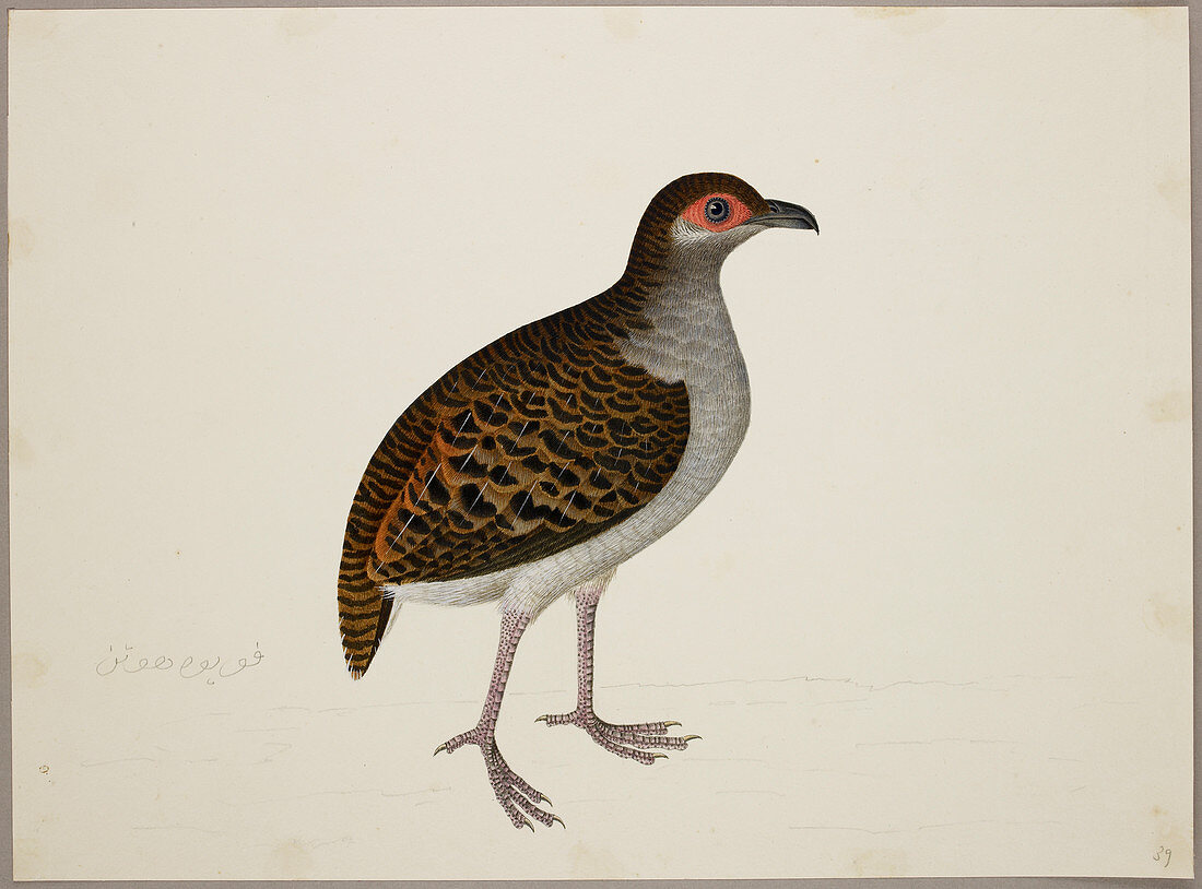 Campbell's Tree Partridge