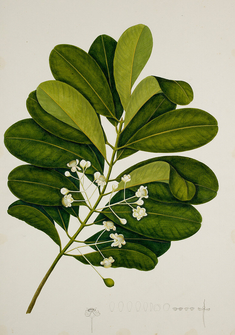 Calophyllum Inophyllum